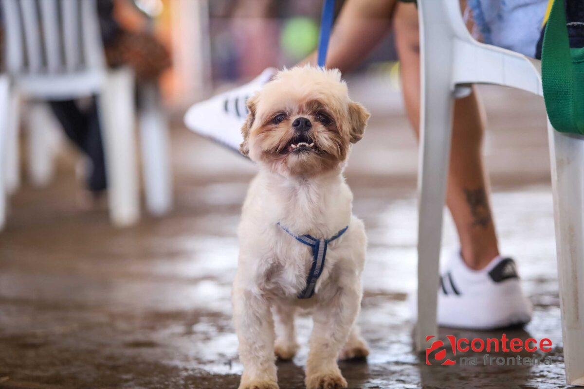 Vet-Móvel PR: nova campanha vacina cães e gatos no estado