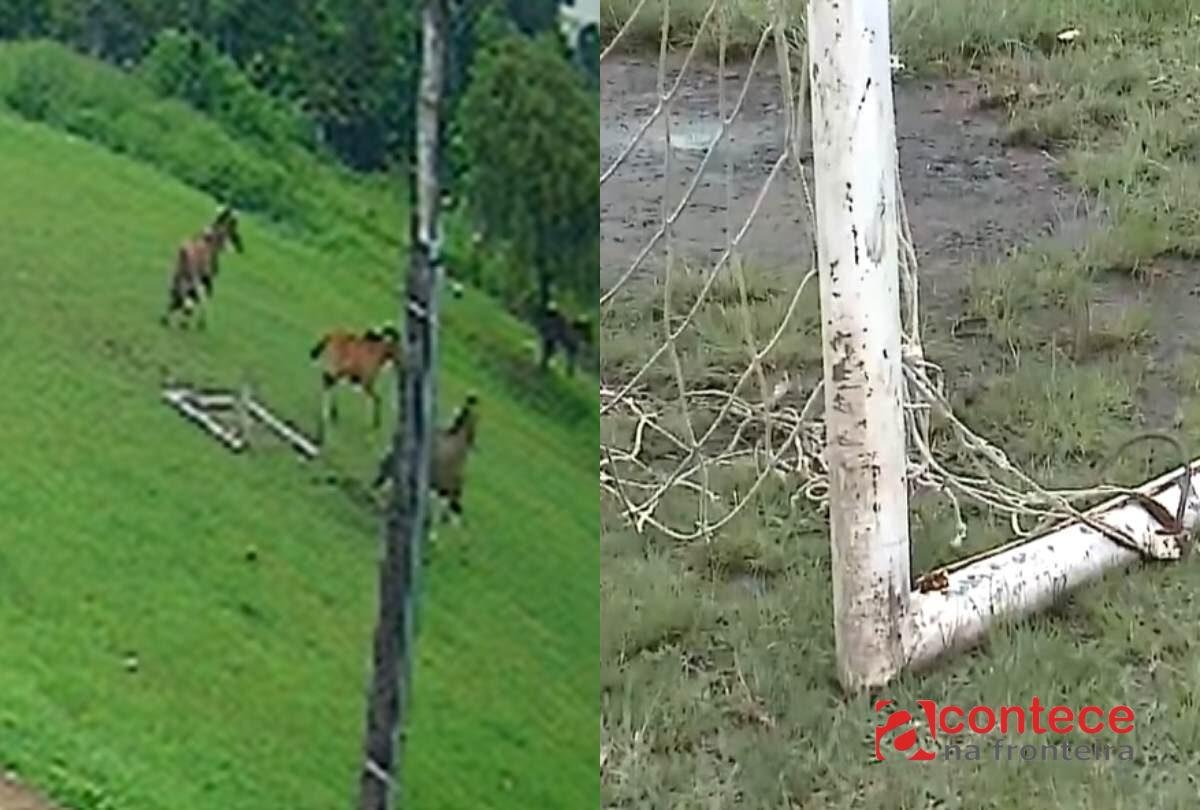 Trave cai sobre cavalo em Ponta Grossa e gera alerta