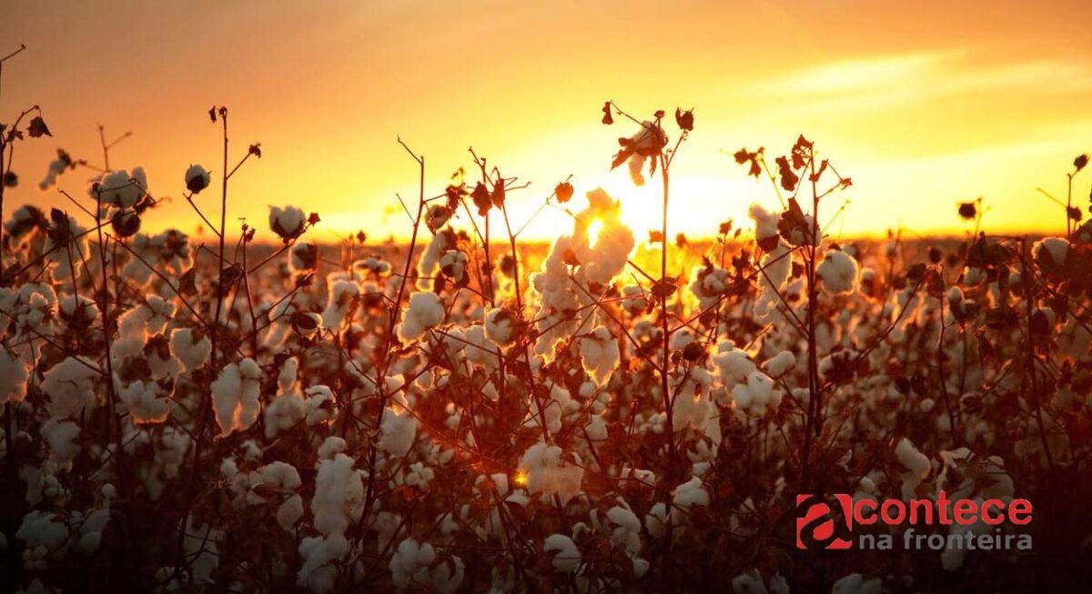 Valorização das fibras naturais abre portas para cotonicultura paranaense