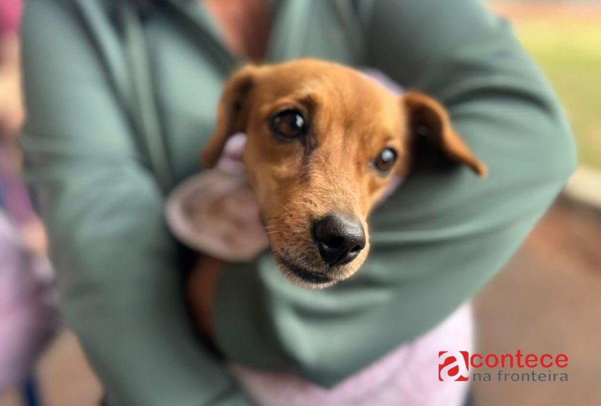 Vet-Móvel Paraná oferece atendimento grátis para pets
