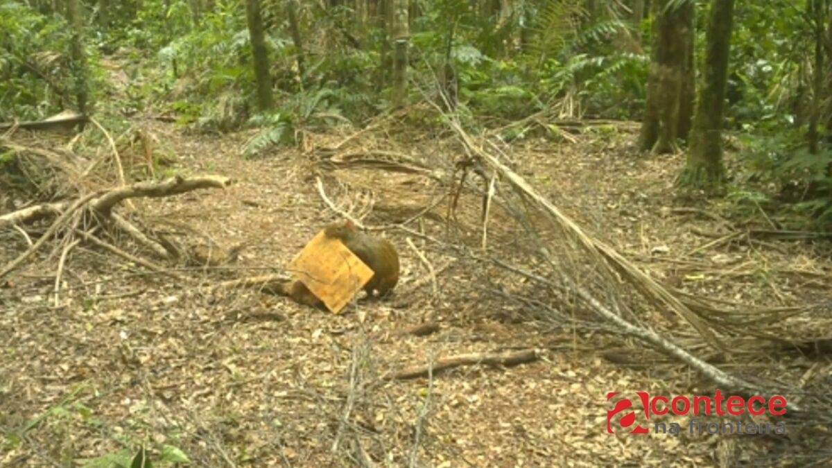 Cutia rouba equipamento de pesquisadores no Paraná