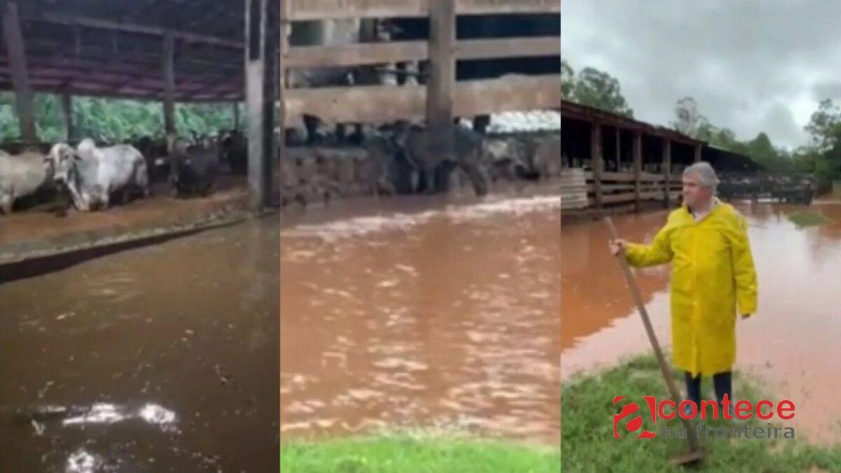 Rio transborda e arrasta bezerros após temporal no PR